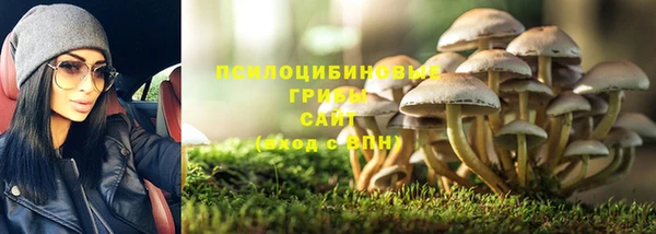 индика Богданович